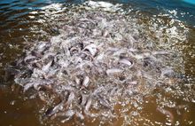 Ветеранам ярославского агропрома показали ферму клариевого сома