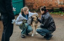 В Ярославле прошла акция помощи животным «Дарим тепло вместе»