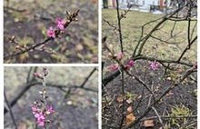 В ярославском музее на пороге зимы зацвел волчеягодник