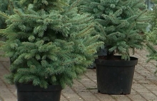 Россельхознадзор предложил ярославцам покупать на Новый год елку в горшке