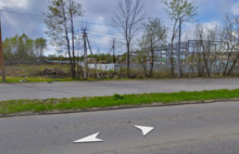 Властям Ярославля выписали штраф за борщевик на муниципальной земле