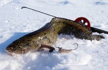 В Ярославской области частично запретили лов налима