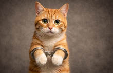 Приставы разъяснили ярославцам за что могут арестовать кота