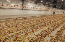 «Ярославский бройлер» вошёл в топ-20 производителей мяса птицы в России