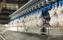 «Ярославский бройлер» вошёл в топ-20 производителей мяса птицы в России