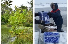 Опасный клен и дорогая почта: что нового ждет ярославцев с 1 марта