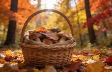 В Ярославской области с 1 сентября собираются штрафовать грибников