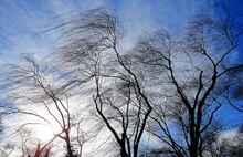 В Ярославской области ждут сильный ветер