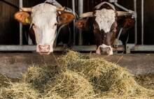 В Ярославской области ввели карантин по лейкозу коров