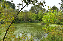 Власти Ярославля ответили про благоустройство парка в пойме Которосли