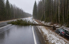 Водитель отсудила полмиллиона у ярославского министерства из-за упавшего дерева