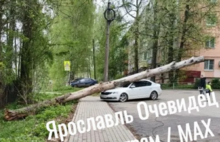 В Ярославле дерево рухнуло на легковушку