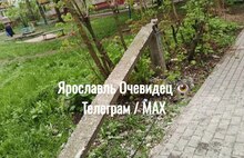В Ярославле дерево рухнуло на легковушку