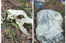 Ярославский губернатор обещает наказание за массовый могильник собак