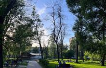 Ярославцы жалуются на опасные деревья в парке