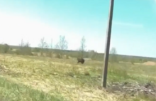 В ярославских пабликах появилось видео гуляющего медведя