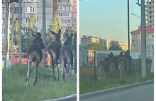По Ярославлю разгуливают «банды лосей»