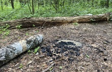 Шашлык на зеленой: узнали, где выше штрафы для ярославцев — в парке или в лесу