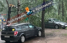 Сильный ветер продолжает ломать деревья в Ярославской области