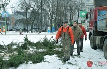 В Ярославле установили главную ель. Фоторепортаж