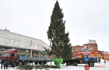 В Ярославле установили главную ель. Фоторепортаж