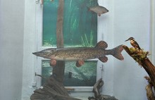 В Ярославле открылась выставка «10 тысяч лет ярославской рыбалки». Фоторепортаж