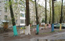 Во Фрунзенском районе Ярославля чиновники раскрасили деревья разноцветной побелкой