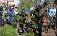 В Ярославской области стартовала акция «День посадки леса» (фото)