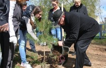 В Ярославской области стартовала акция «День посадки леса» (фото)