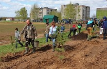 В Ярославской области стартовала акция «День посадки леса» (фото)