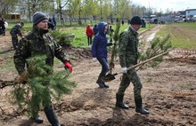 В Ярославской области стартовала акция «День посадки леса» (фото)