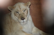 В Ярославском зоопарке белой львице сделали УЗИ