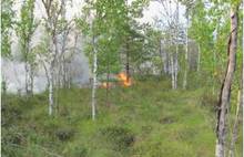 В Ярославской области под Некоузом снова горят торфяники