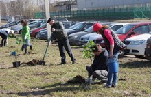 В Ярославле сажали каштаны и лиственницы