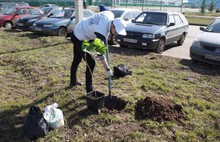 В Ярославле сажали каштаны и лиственницы