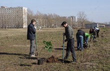 В Ярославле сажали каштаны и лиственницы