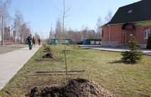 В Ярославле сажали каштаны и лиственницы