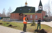 В Ярославле сажали каштаны и лиственницы
