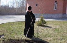 В Ярославле сажали каштаны и лиственницы