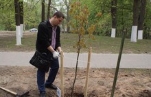 В Ярославле посадили именные деревья в память о погибших во время Великой Отечественной войны