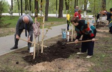 В Ярославле посадили именные деревья в память о погибших во время Великой Отечественной войны