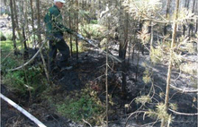 В Ростовском районе Ярославской области горит торфяник