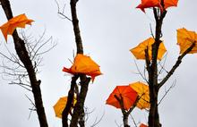 «Зонтичное» дерево в центре Ярославля спилили