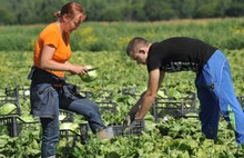 Урожай в Ярославской области ожидается на уровне прошлого года