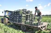Урожай в Ярославской области ожидается на уровне прошлого года