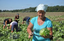 Урожай в Ярославской области ожидается на уровне прошлого года