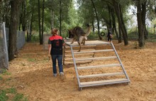 В Дзержинском районе на улице Громова оборудовали площадку для выгула собак