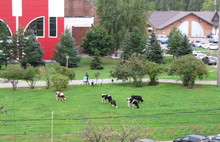 В выходные по Ярославлю гуляли коровы да телята