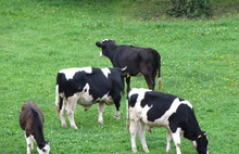 В выходные по Ярославлю гуляли коровы да телята