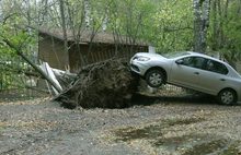 В Ярославле с последствиями урагана борется «Горзеленхозстрой»